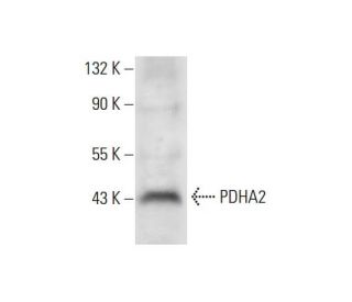 PDHA2 Antibody (B-3) - Western Blotting - Image 299345 