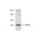PDHA2 Antibody (B-3) - Western Blotting - Image 299345 