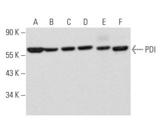 PDI Antibody (A-1) - Western Blotting - Image 354911 