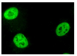 Anti-PDI Antibody (C-2) | SCBT - Santa Cruz Biotechnology