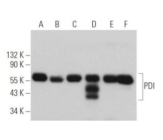 PDI Antibody (C-5) - Western Blotting - Image 361053 