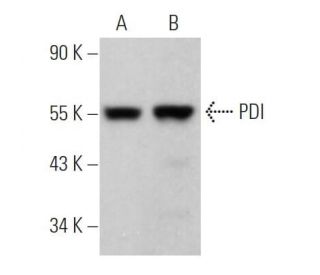 PDI Antibody (F-11) - Western Blotting - Image 374528 