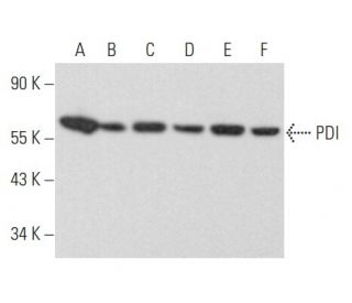 western blotting image from recommended PDI (C-2) monoclonal antibody replacement. Image 354908