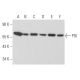 western blotting image from recommended PDI (C-2) monoclonal antibody replacement. Image 354908