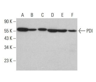 PDI Antibody (C-2) - Western Blotting - Image 380430 