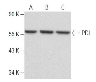 PDI Antibody (C-5) - Western Blotting - Image 354909