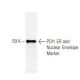 PDI1 ER and Nuclear Envelope Marker Antibody (38H8) - Western Blotting - Image 67343