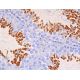 PDILT Antibody (H-5) - Immunohistochemistry - Image 411641 
