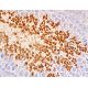 PDILT Antibody (H-5) - Immunohistochemistry - Image 411642
