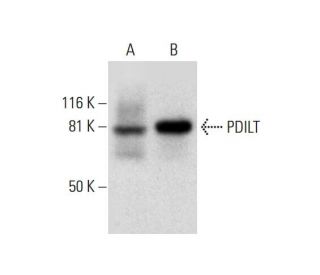 PDILT Antibody (H-5) - Western Blotting - Image 297575 