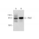 PDILT Antibody (H-5) - Western Blotting - Image 297575 