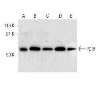 PDIR Antibody (H-8) - Western Blotting - Image 299341