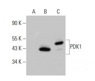 western blotting image from recommended PDK1 (E-10) monoclonal antibody replacement. Image 383895