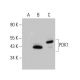 PDK1 Antibody (E-10) - Western Blotting - Image 383895 