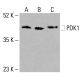 PDK1 Antibody (E-10) - Western Blotting - Image 416126 