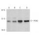 PDK2 Antibody (3F2D7) - Western Blotting - Image 368227