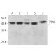 PDK2 Antibody (3F2D7) - Western Blotting - Image 376455 