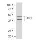 PDK2 Antibody (S-15) - Western Blotting - Image 33908