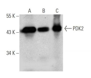 PDK2 Antibody (S-15) - Western Blotting - Image 368223 