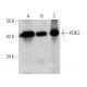 PDK2 Antibody (S-15) - Western Blotting - Image 368223 