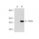PDK3 Antibody (A-4) - Western Blotting - Image 139266 