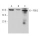 PDK3 Antibody (A-4) - Western Blotting - Image 362386