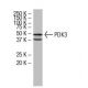 PDK3 Antibody (RR-2) - Western Blotting - Image 33909 
