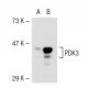 PDK3 Antibody (RR-2) - Western Blotting - Image 44214 