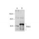 PDK3 Antibody (RR-2) - Western Blotting - Image 131965