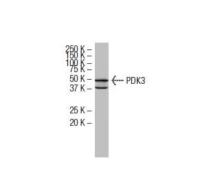PDK3 Antibody (RR-2) - Western Blotting - Image 33909The Double Nickase Plasmid features a U6 promoter for sgRNA expression, a 20 nt targeting sequence, and a gRNA scaffold to guide Cas9n. It includes a CBh promoter for Cas9n (D10A) and puromycin resistance, GFP for transfection verification, and nuclear localization signals (NLS). The 2A peptide allows co-expression of Cas9n and Puro from a single promoter, enabling precise genome editing with reduced off-target effects.