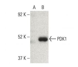 PDK4 Antibody (A-7) - Western Blotting - Image 395975 