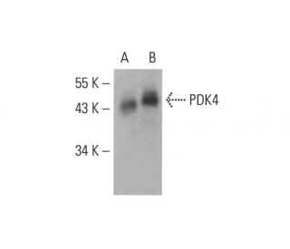western blotting image from recommended PDK4 (B-1) monoclonal antibody replacement. Image 391882