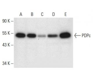 PDPc Antibody (D-11) - Western Blotting - Image 301373 