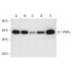 PDPc Antibody (D-11) - Western Blotting - Image 301373 