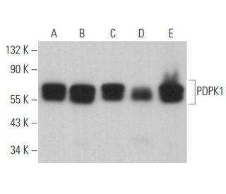 PDPK1 Antibody (A-10) - Western Blotting - Image 363501 