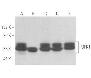 PDPK1 Antibody (E-3) - Western Blotting - Image 356072 