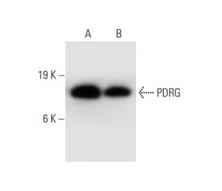 PDRG Antibody (C-9) - Western Blotting - Image 309611 