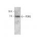 PDRG Antibody (C-9) - Western Blotting - Image 383942