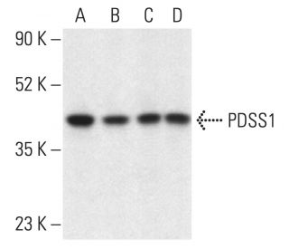 PDSS1 Antibody (C-8) - Western Blotting - Image 402238 