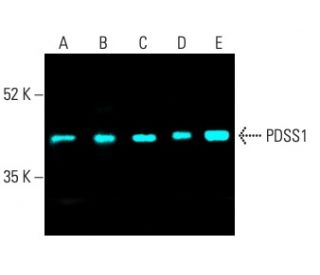 PDSS1 Antibody (C-8) - Western Blotting - Image 403285