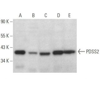 PDSS2 Antibody (C-12) - Western Blotting - Image 359116 