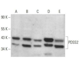 PDSS2 Antibody (F-5) - Western Blotting - Image 359115 