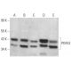 PDSS2 Antibody (F-5) - Western Blotting - Image 359115 