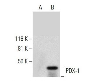 PDX-1 Antibody (E-5) - Western Blotting - Image 289941