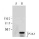 PDX-1 Antibody (E-5) - Western Blotting - Image 289941