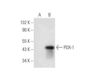 PDX-1 Antibody (E-8) - Western Blotting - Image 305647 