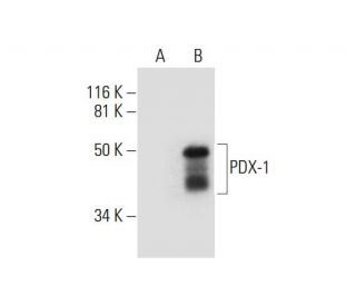 western blotting image from recommended PDX-1 (B-11) monoclonal antibody replacement. Image 290022
