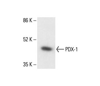 PDX-1 Antibody (E-8) - Western Blotting - Image 411902 