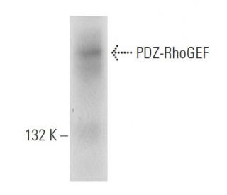 PDZ-RhoGEF Antibody (D-9) - Western Blotting - Image 99718 