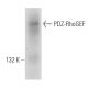 PDZ-RhoGEF Antibody (D-9) - Western Blotting - Image 99718 